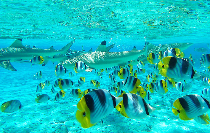 bora bora motu